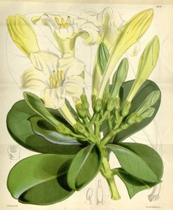 Fagraea ceilanica بواسطة WH فيتش